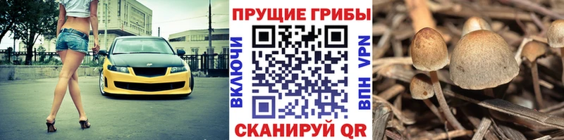 Псилоцибиновые грибы Psilocybine cubensis  где продают   Лаишево 